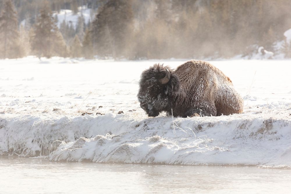 A frosty bison rests along the Madison River by Jacob W. Frank. Original public domain image from Flickr