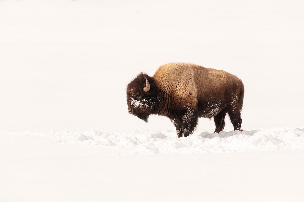 Portrait of a bull bison on a sunny winter day. Original public domain image from Flickr