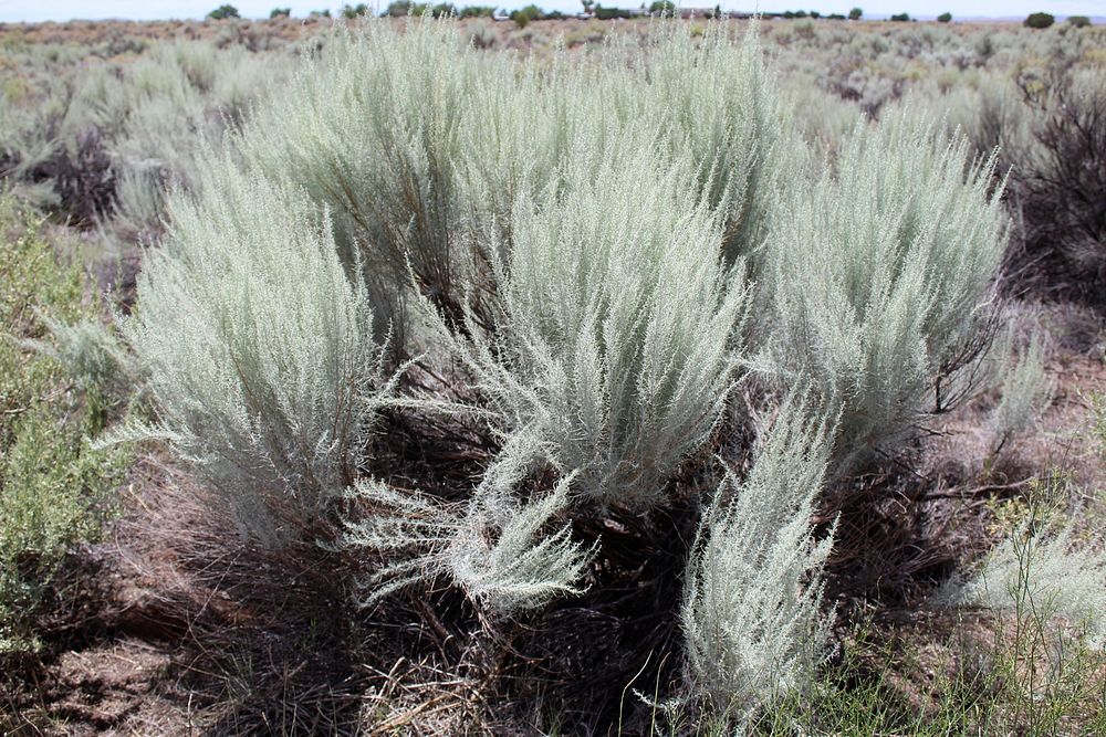 Sand sagebrush (Artemisia filifolia)Credit NPS/Hallie Larsen. Original public domain image from Flickr