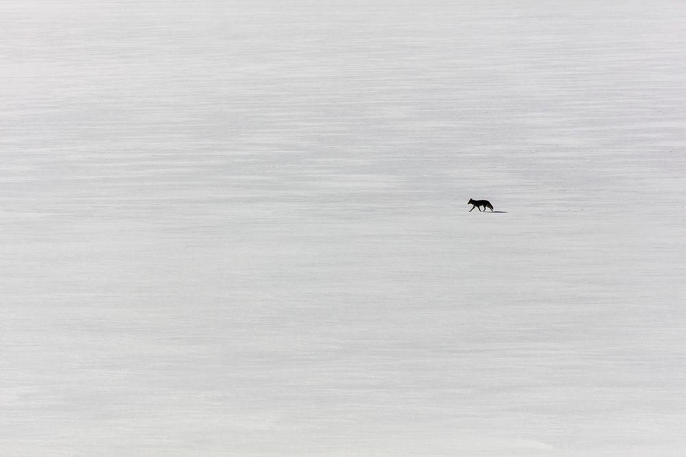 Lone coyote on Yellowstone lake. Original public domain image from Flickr