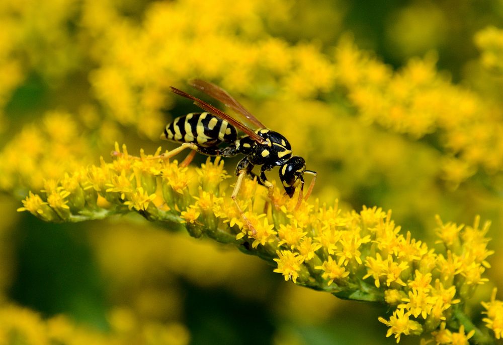 European paper wasp on goldenrod. Original public domain image from Flickr