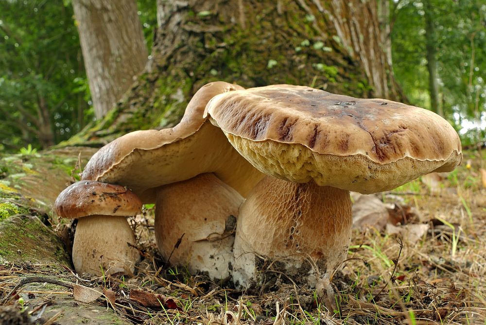 King Bolete (Boletus edulis)Boletus edulis, known as the Cep, Porcino or Penny-bun Bolete, is a most sought-after edible…