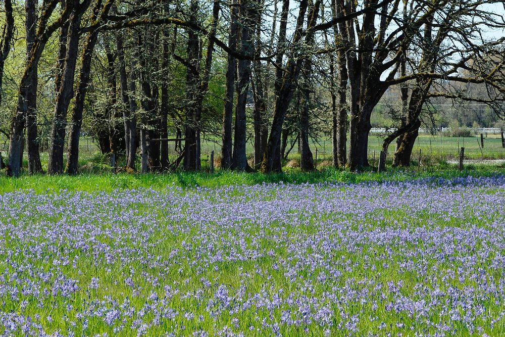 Field of purple blue flowers outside of Veneta Oregon.