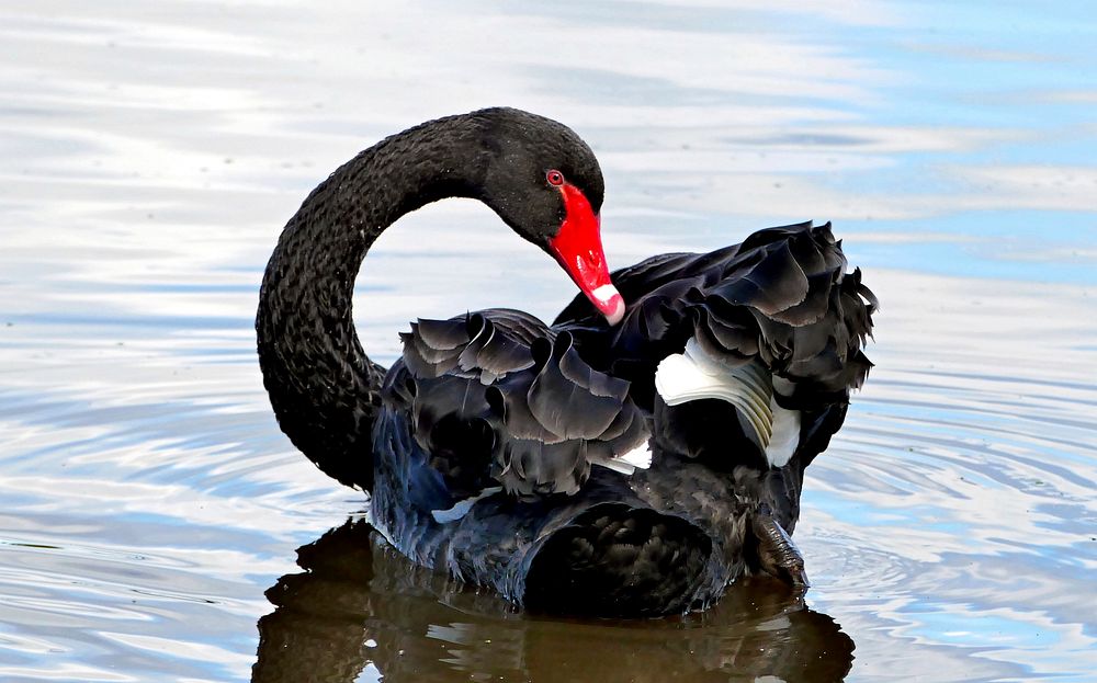 Black Swans are found throughout Australia with the exception of Cape York Peninsula, and are more common in the south. The…