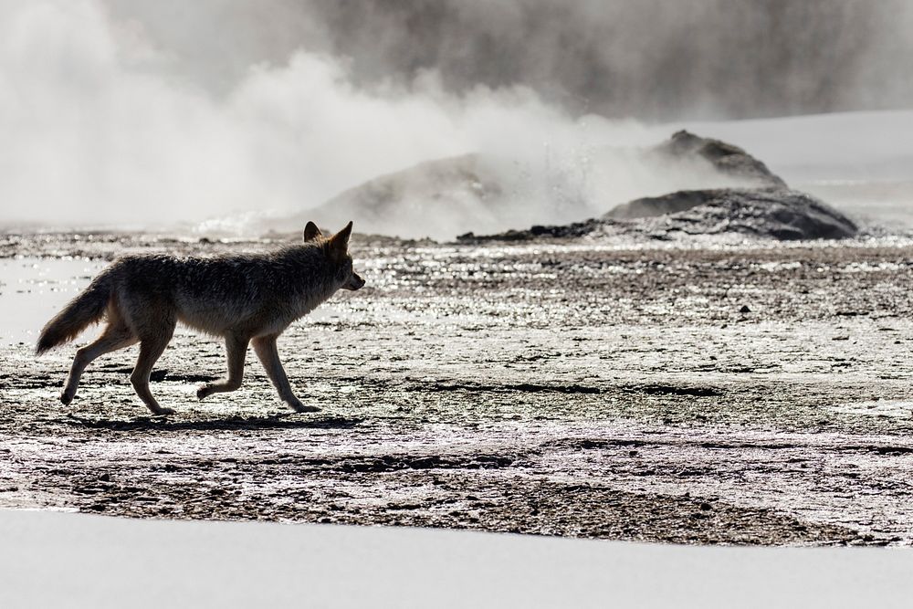 A coyote walking near Comet Geyser. Original public domain image from Flickr