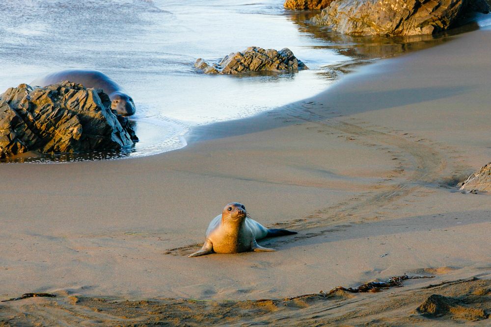 Sea lion on seashore in distance. Original public domain image from Flickr