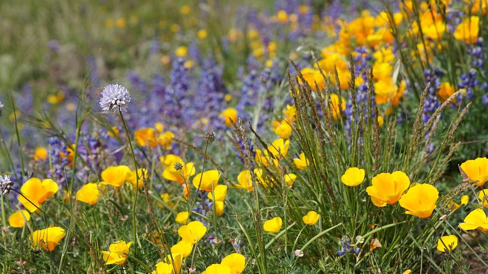 A globe gilia (Gilia capitata) stands among California poppies, lupines, and other wildflowers and grasses. Original public…