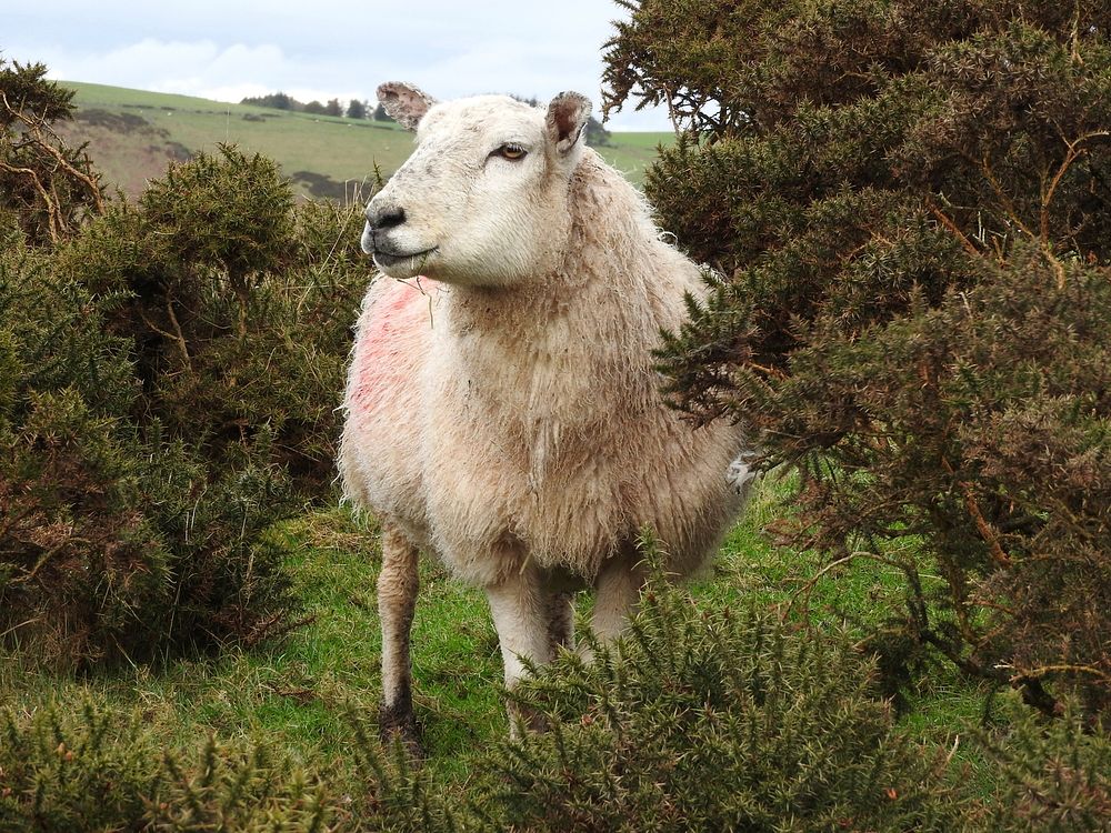 Sheep. Cumbria. Original public domain image from Flickr