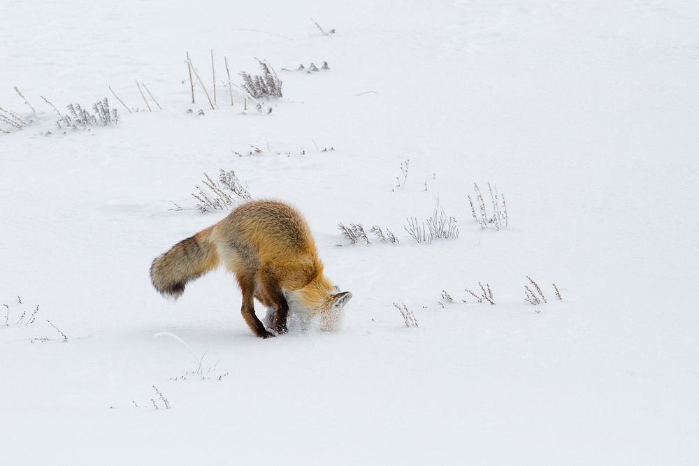 Hunting fox dives headfirst into snow. Original public domain image from Flickr