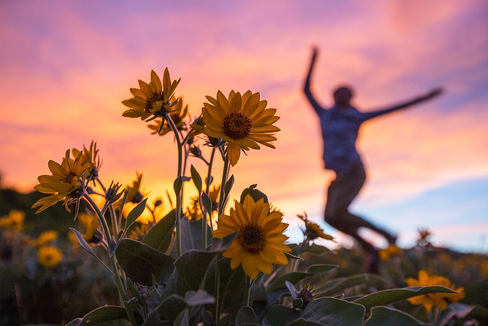 Jumping for joy in a field of spring wildflowers (Balsamorhiza sagittata)by Neal Herbert. Original public domain image from…