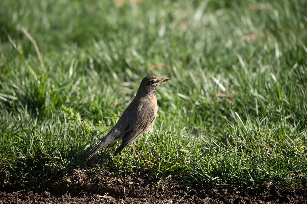 A bird looks for worms on the healthy loose soil at the U.S. Department of Agriculture (USDA) Headquarters People's Garden…