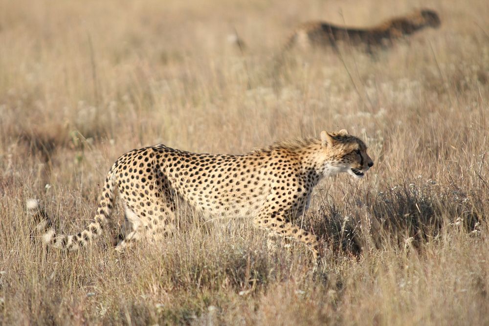 Cheetahs on the prowl in Lewa, Kenya.