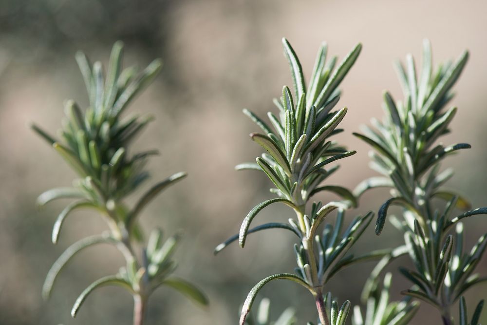 Beautiful rosemary plant background. Original public domain image from Flickr