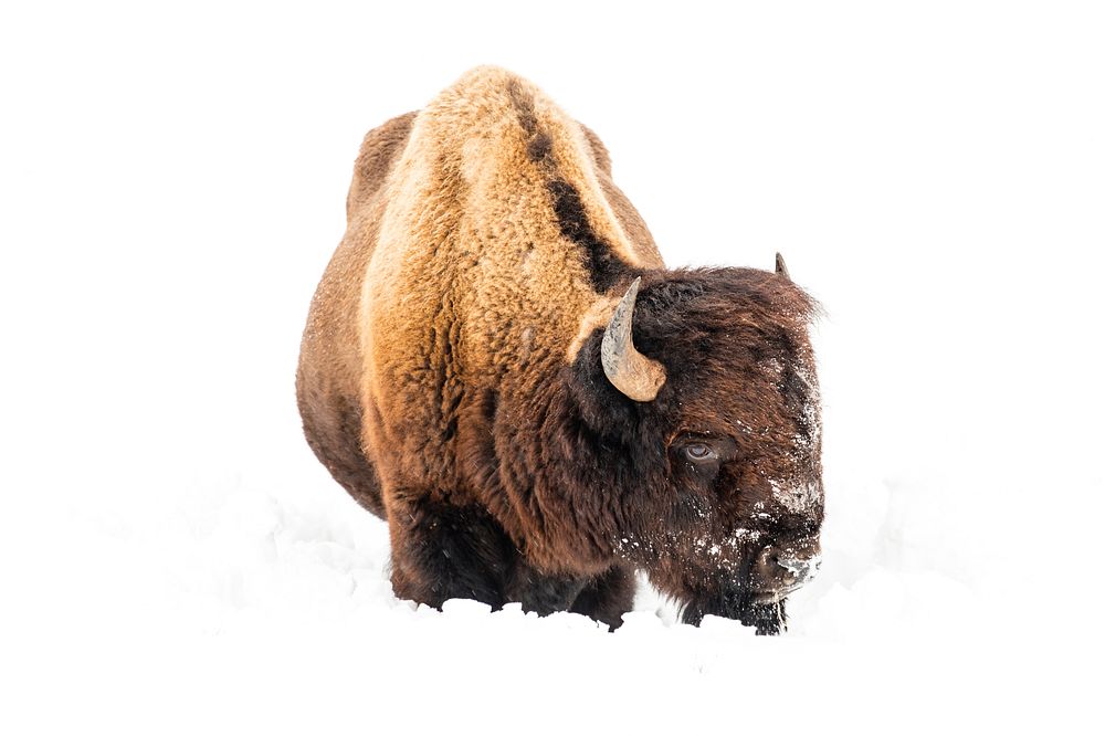 Bison resting in snow photo. Original public domain image from Flickr
