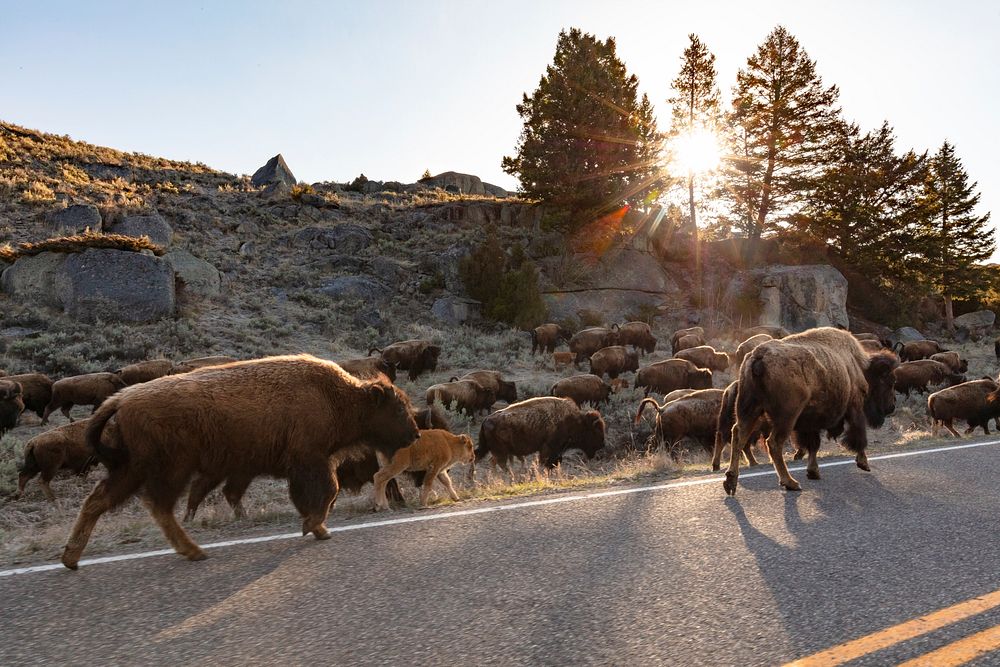A group of bison walks along the road towards Lamar Valley by Jacob W. Frank. Original public domain image from Flickr