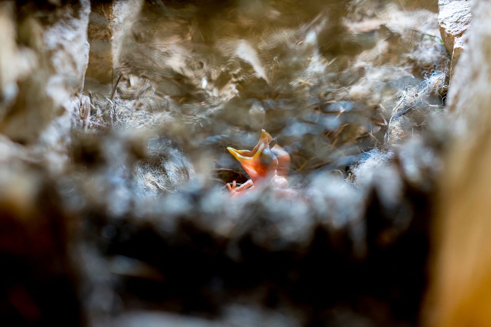 Baby birds in a nest. Original public domain image from Flickr