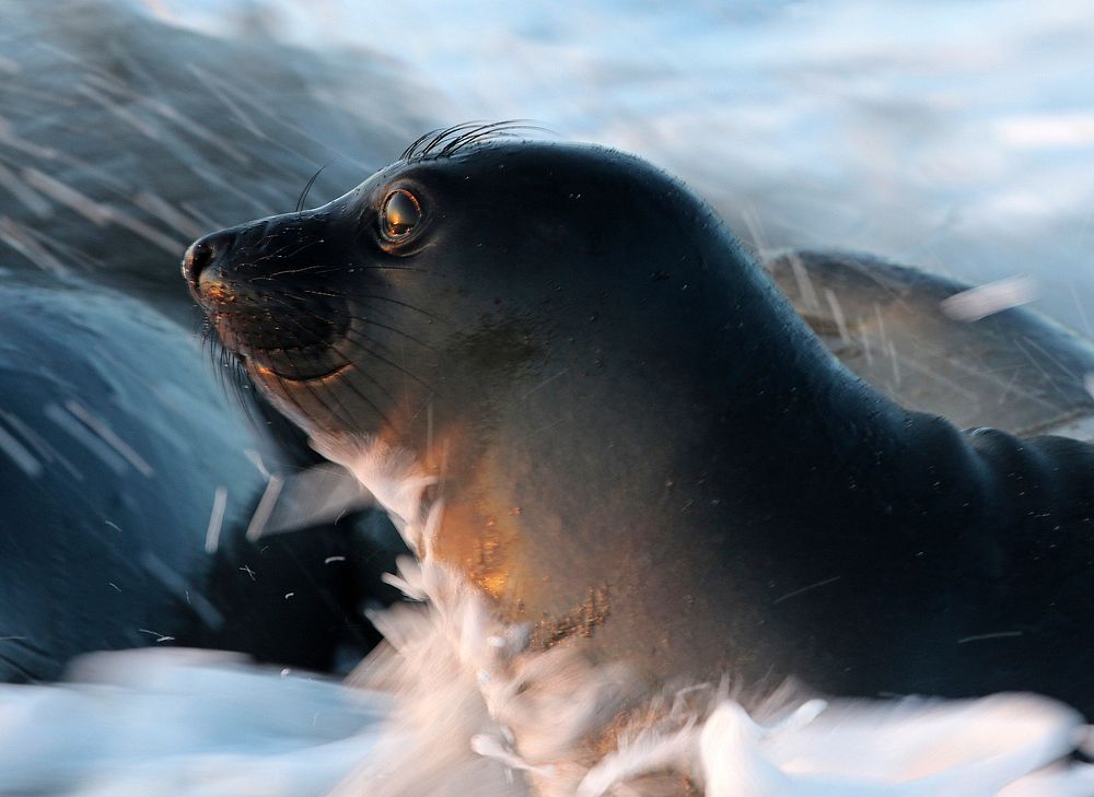 Seal closeup. Original public domain image from Flickr