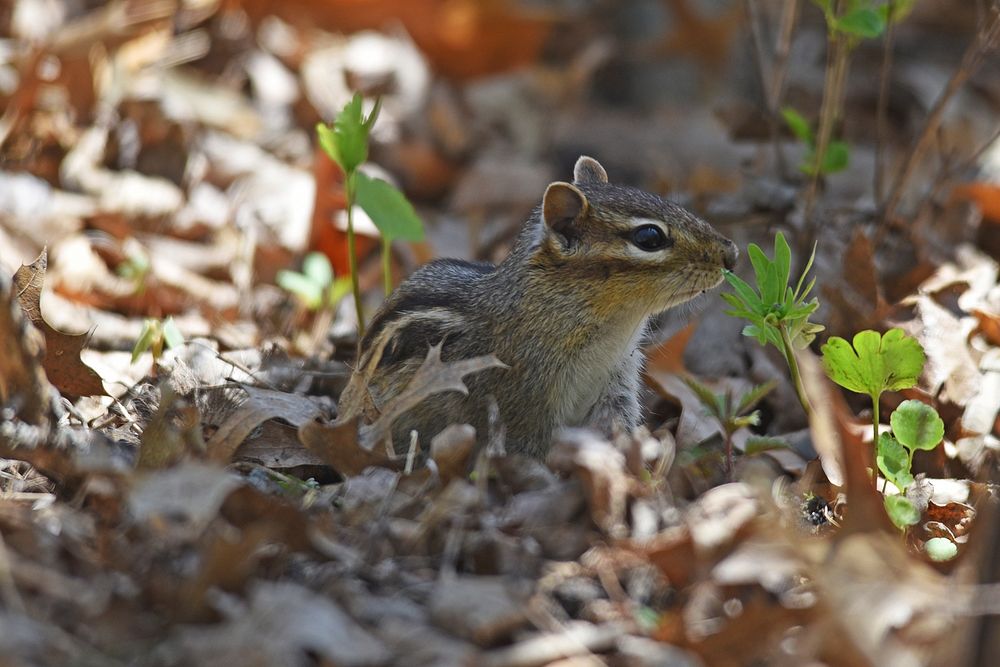 Eastern chipmunk foraging in leaf litterPhoto by Courtney Celley/USFWS. Original public domain image from Flickr