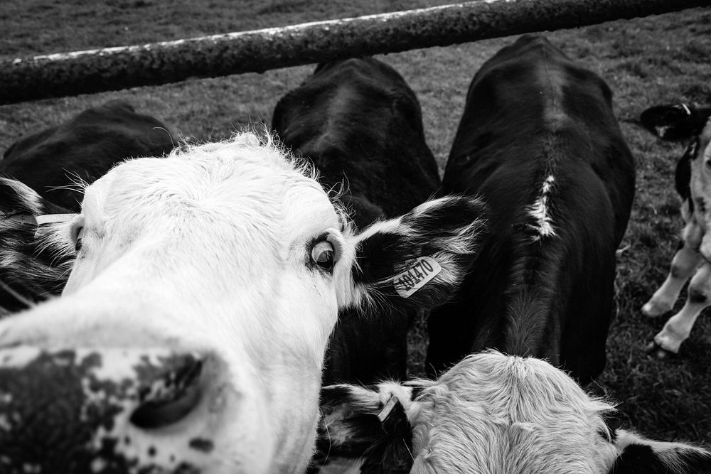 Cows in a field. Original public domain image from Flickr