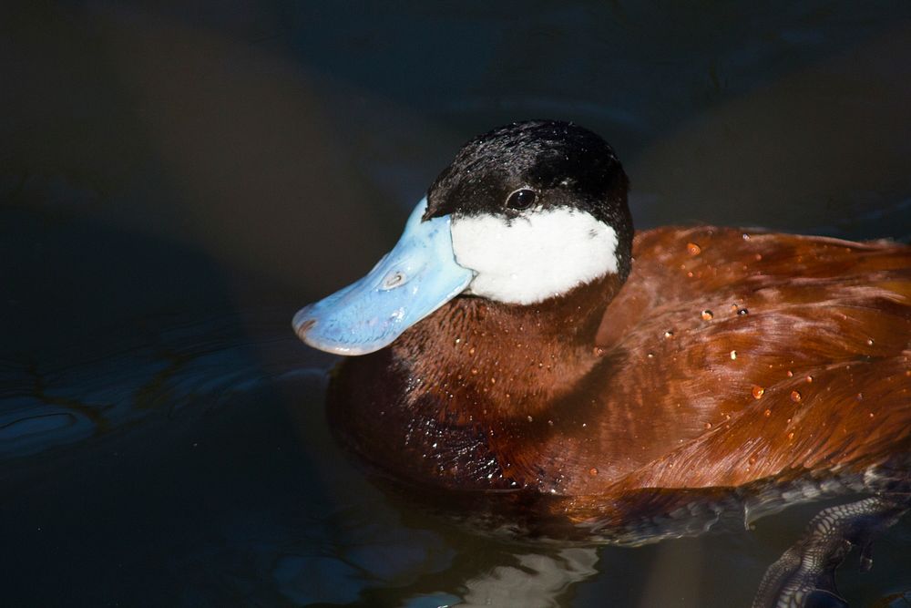 Ruddy DuckPhoto by Nate Rathbun/USFWS. Original public domain image from Flickr
