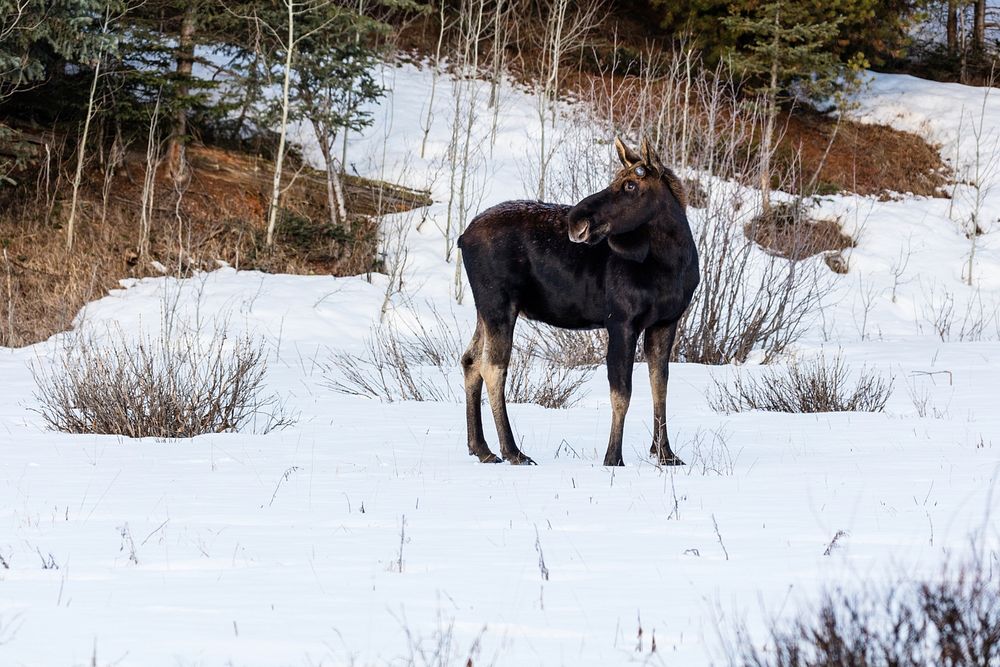 Bull moose near Pebble Creekby Jacob W. Frank. Original public domain image from Flickr
