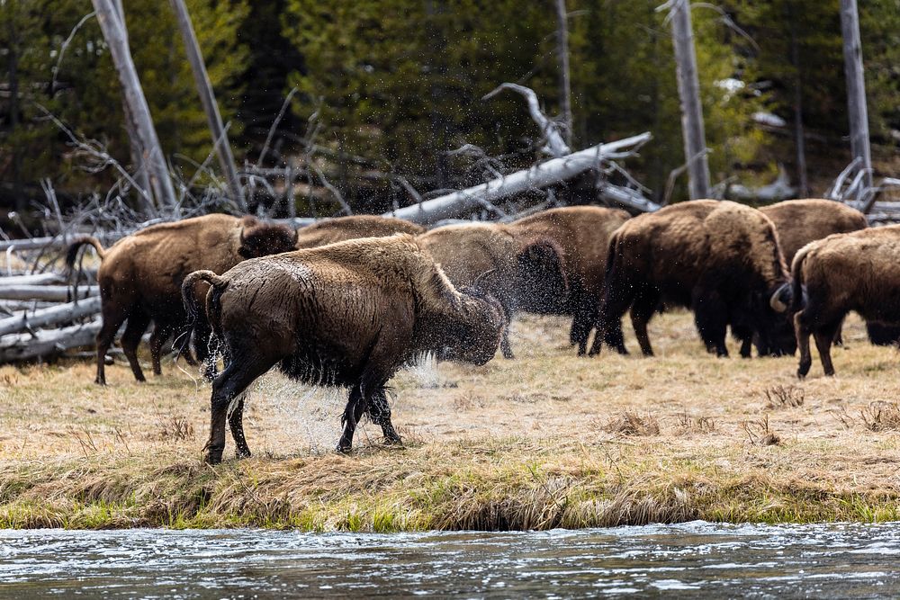 Bison shakes off water after crossing the Madison River. Original public domain image from Flickr