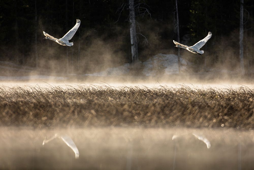 Trumpeter swans flying over a pond at sunrise by Jacob W. Frank. Original public domain image from Flickr