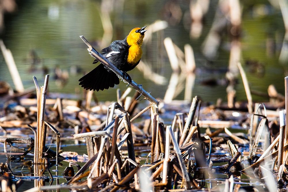 Yellow-headed blackbird Xanthocephalus xanthocephalusby Jacob W. Frank. Original public domain image from Flickr