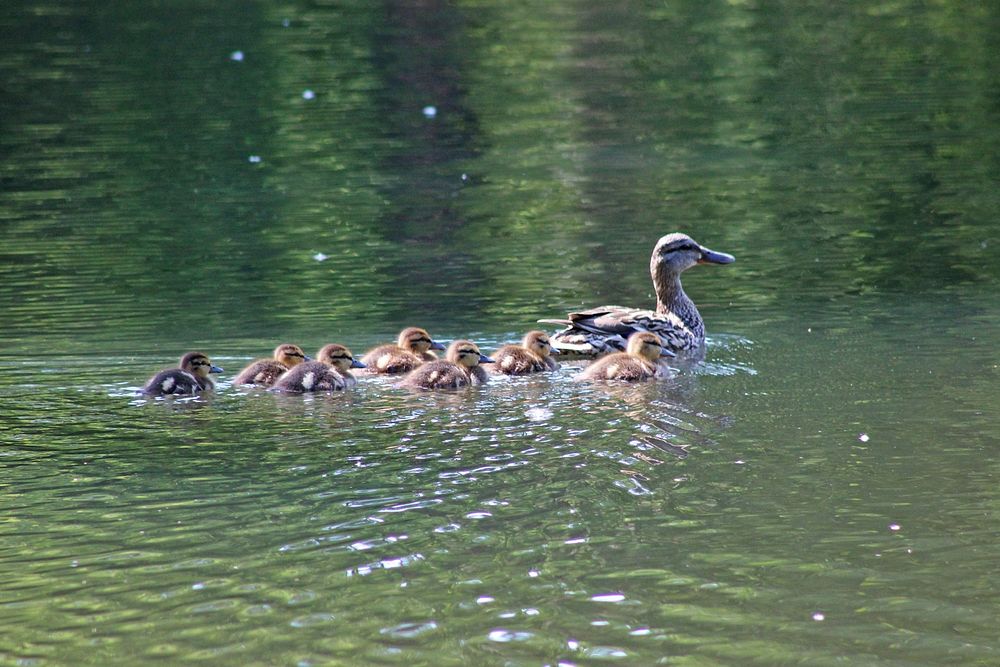 Mother Mallard and DucklingsPhoto by Courtney Celley/USFWS. Original public domain image from Flickr