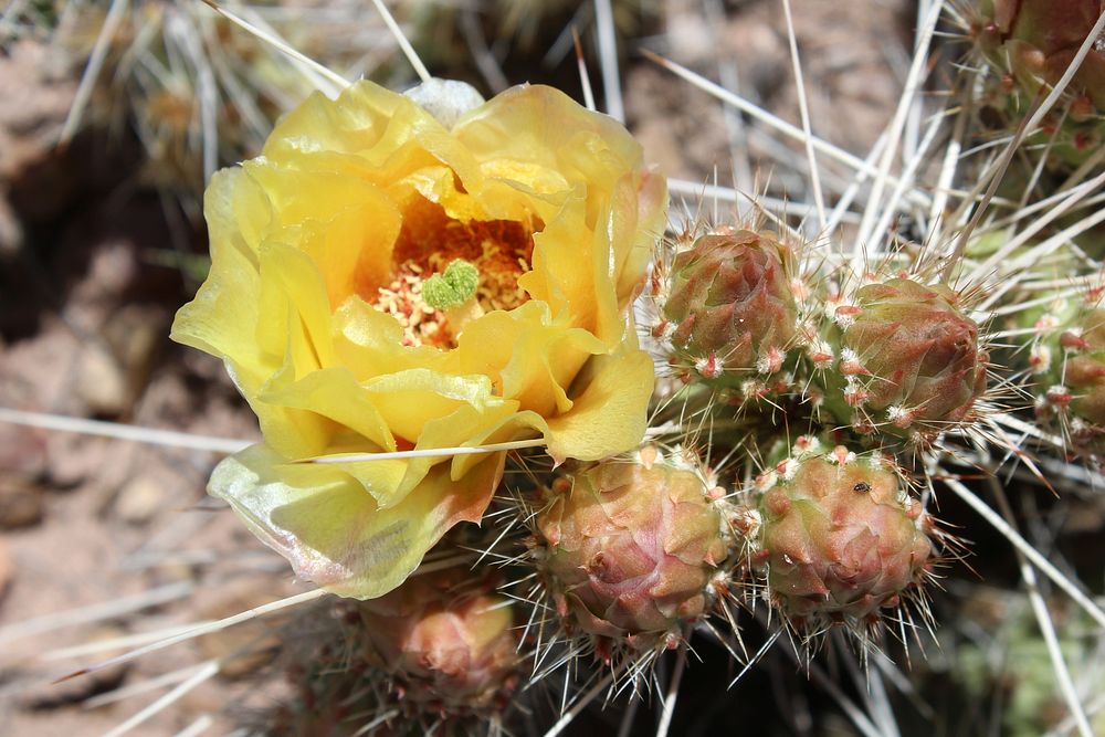 Grizzly prickly pear cactus. Original public domain image from Flickr