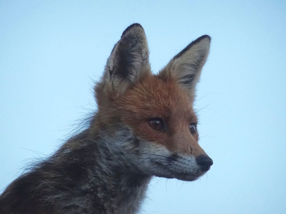 Fox on the garage roof.
