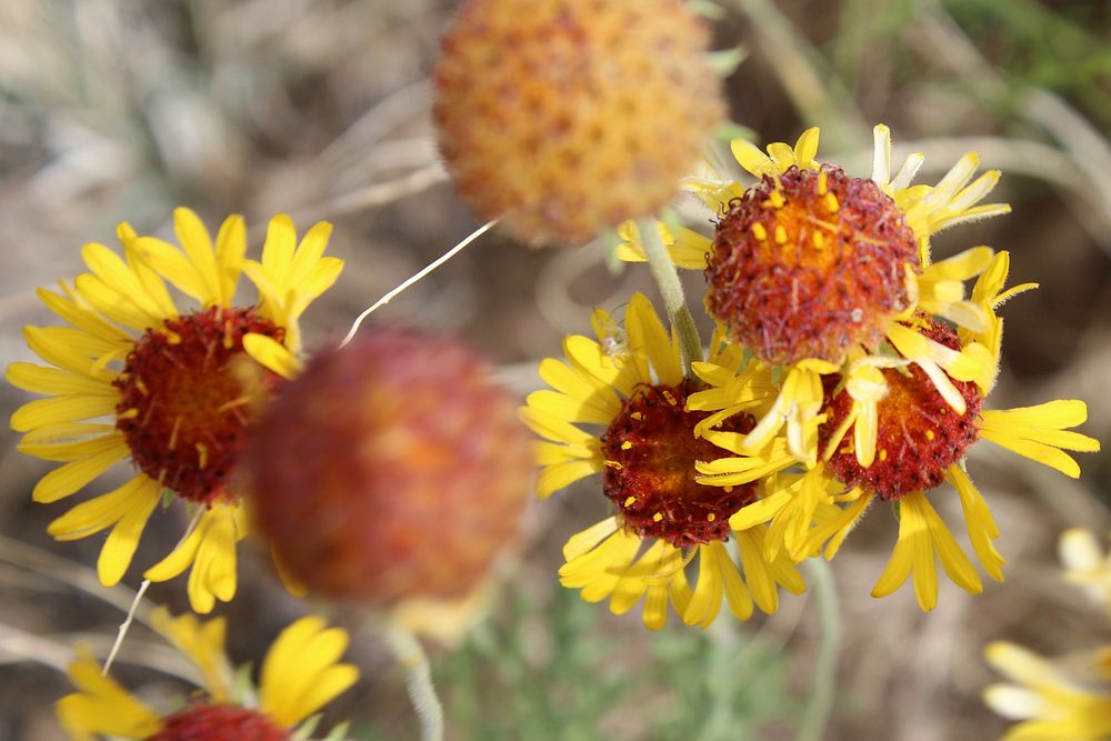 Red dome blanketflower. Original public domain image from Flickr