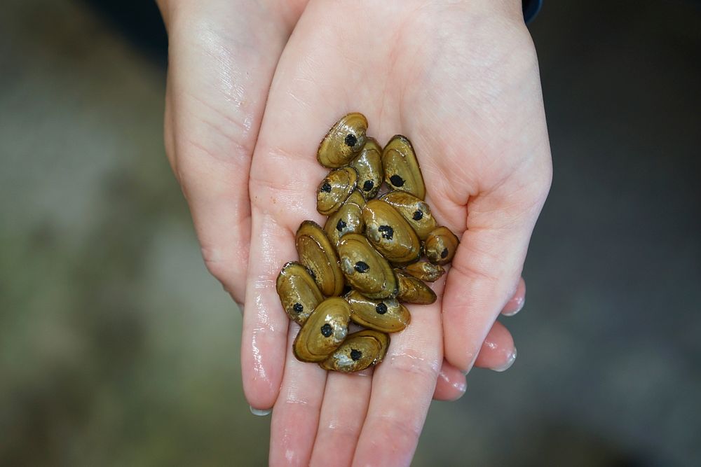 Appalachian elktoe mussels marked for release into the wild. Original public domain image from Flickr