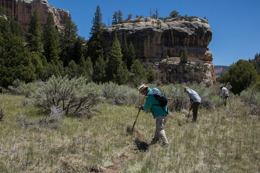 Wilderness volunteers working on a trail inDark Canyon Wilderness on the Moab/Monticello Ranger District, Manti- La Sal…