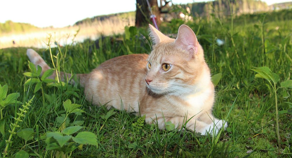 Cat in garden. Original public domain image from Flickr