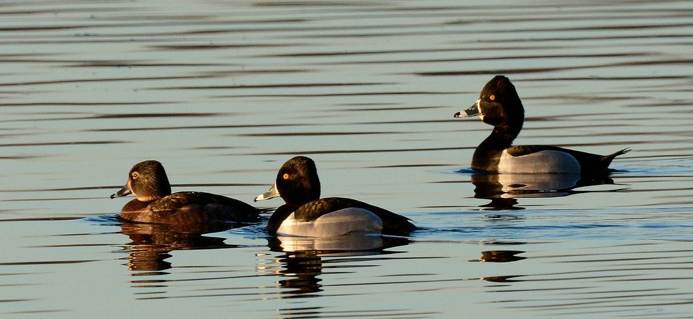 Ring-necked Ducks in Ingham County, MIPhoto by Jim Hudgins/USFWS. Original public domain image from Flickr