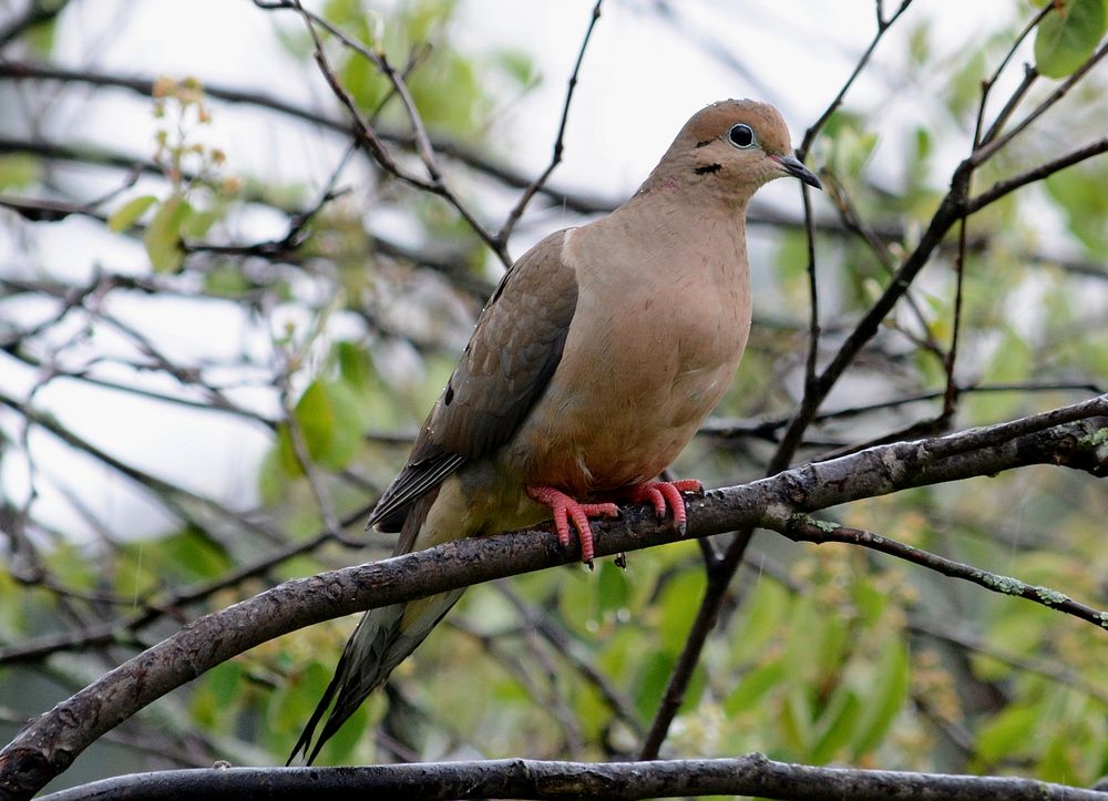 Mourning Dove in Dewitt, MIPhoto by Jim Hudgins/USFWS. Original public domain image from Flickr