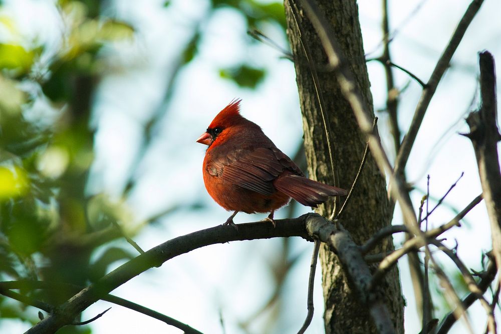Northern CardinalPhoto by Nate Rathbun/USFWS. Original public domain image from Flickr