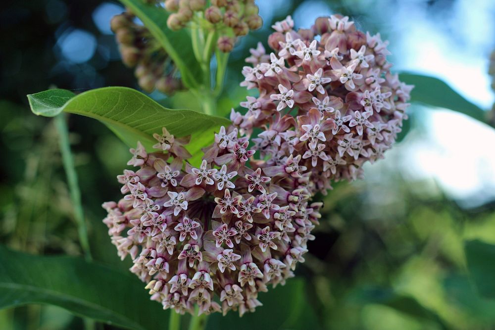 Blooming Common MilkweedCommon milkweed is in bloom at Minnesota Valley National Wildlife Refuge. Look closely and you'll…