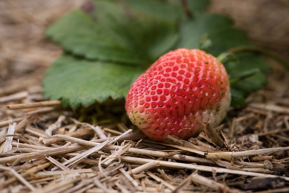 Strawberries growing in the U.S. Department of Agriculture (USDA) People's Garden, in Washington, D.C., on May 26, 2017.