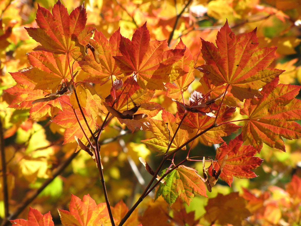 Vine Maple in Sunlight, Willamette National Forest. Original public domain image from Flickr