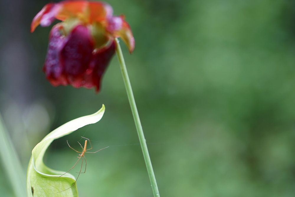 Spider perched on a pitcher plant pitcher. Original public domain image from Flickr