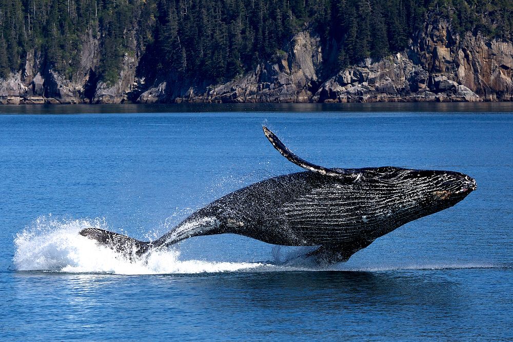 Humpback whale. Original public domain image from Flickr