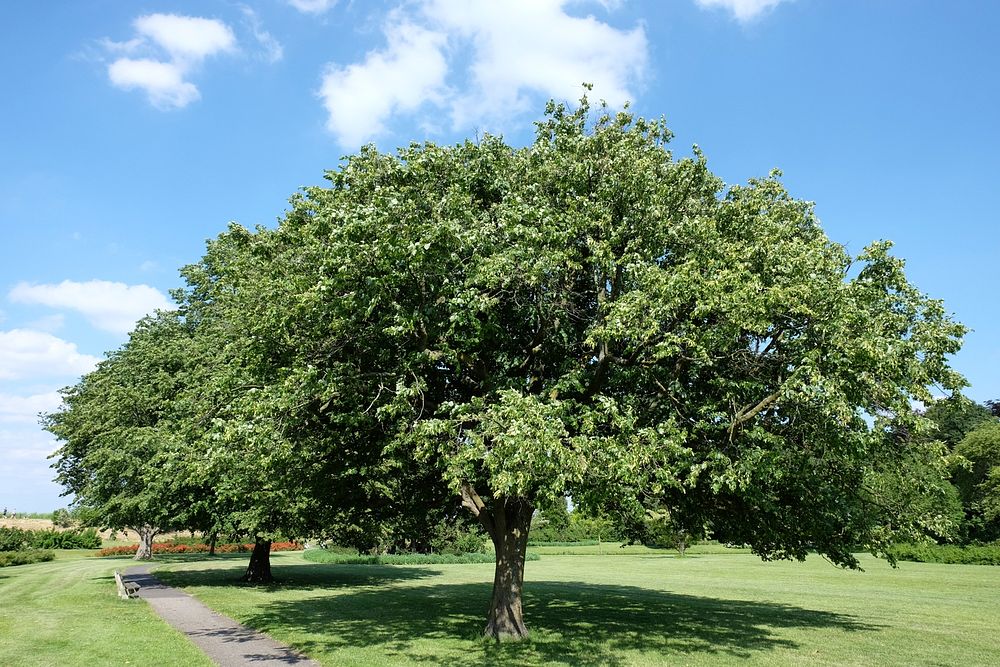 Tree with wide canopy.