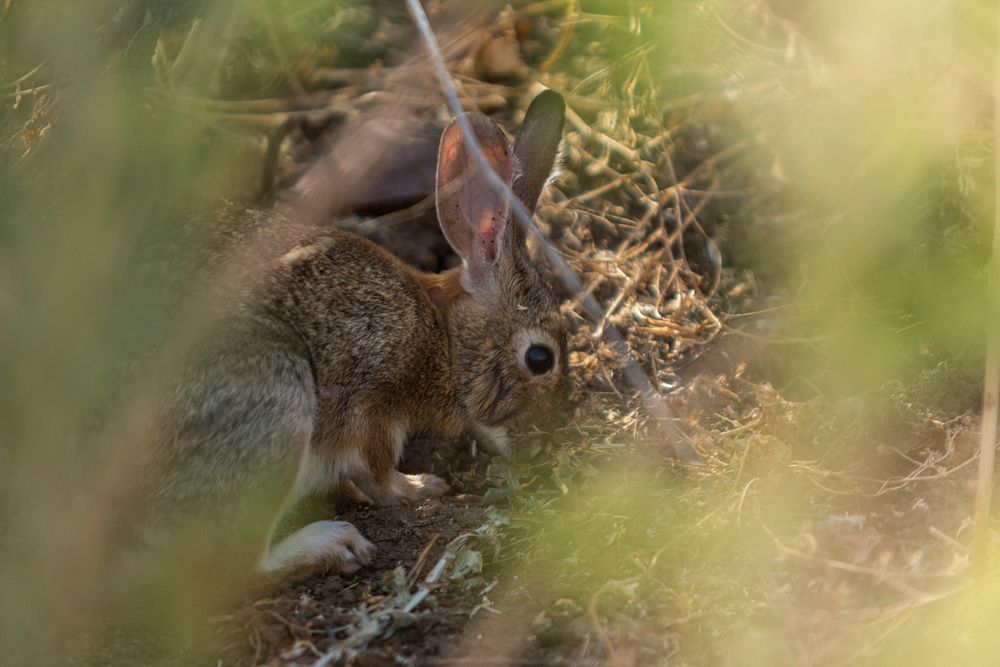 Rabbit. Original public domain image from Flickr