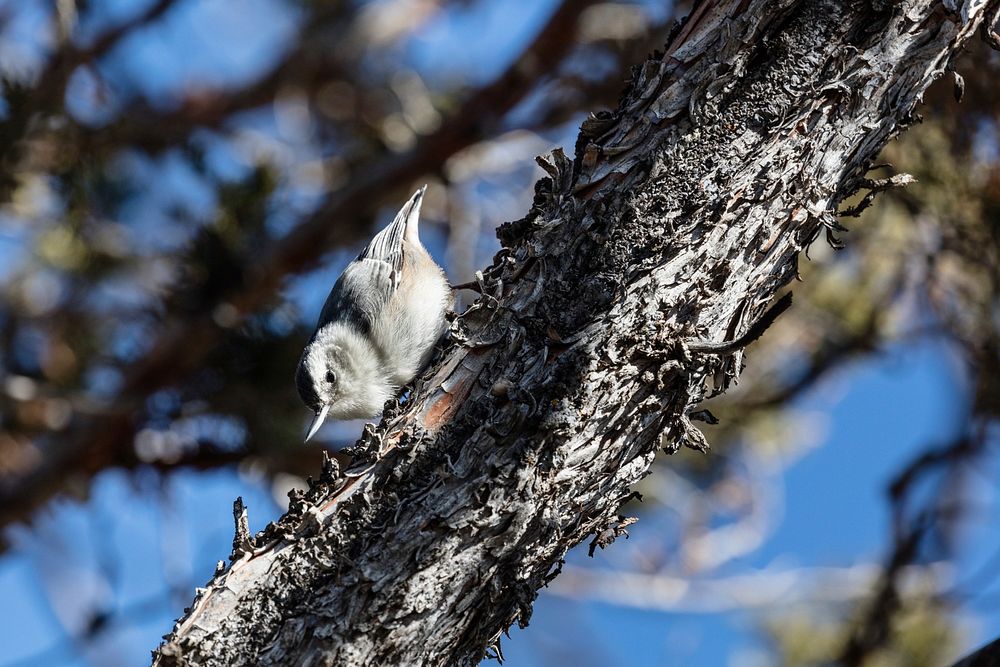 White-breasted nuthatch (Sitta carolinensis) clinging to a treeby Jacob W. Frank. Original public domain image from Flickr