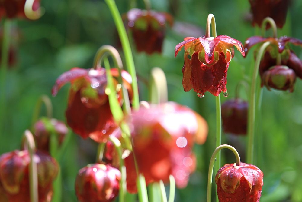 Mountain sweet pitcher plant flowers. Original public domain image from Flickr