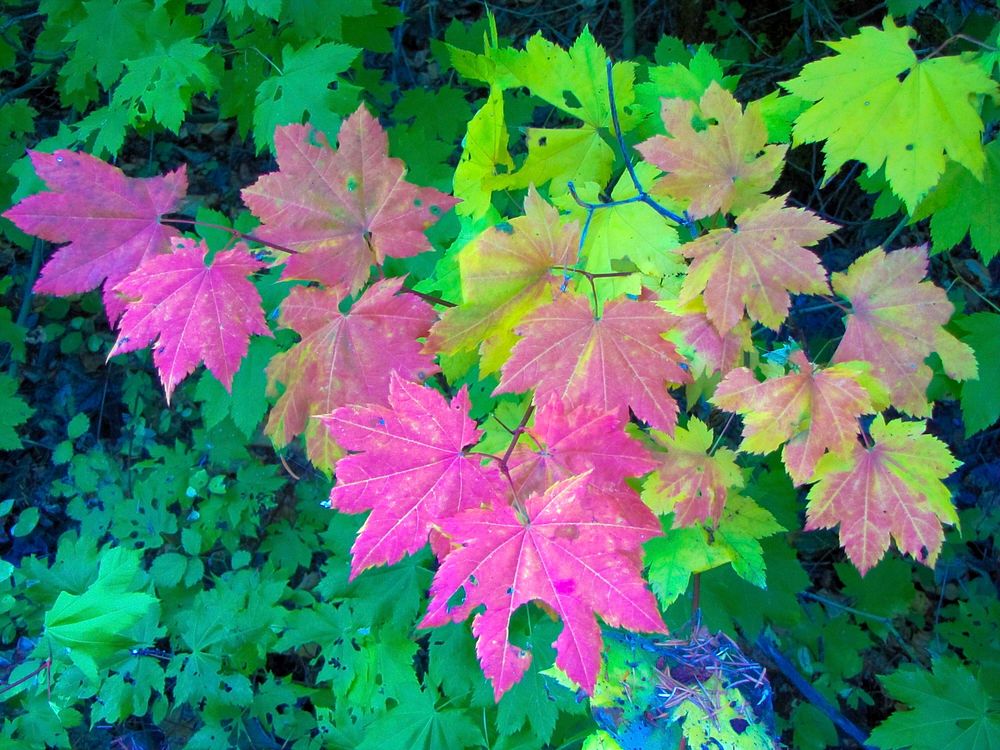 Vine Maple in Autumn, Willamette National Forest. Original public domain image from Flickr