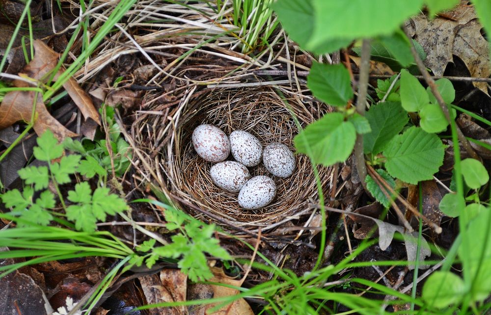 Eastern Towhee NestEastern towhee nest at Sherburne National Wildlife Refuge.Photo by Kris Spaeth/USFWS. Original public…
