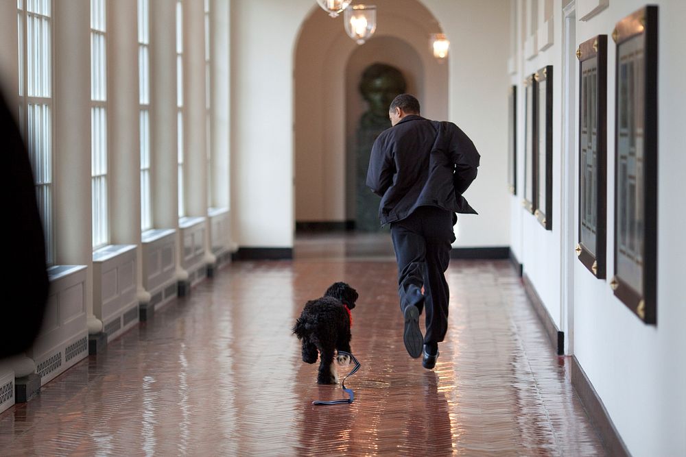President Barack Obama runs down the East Colonnade with family dog, Bo, on the dog's initial visit to the White House…
